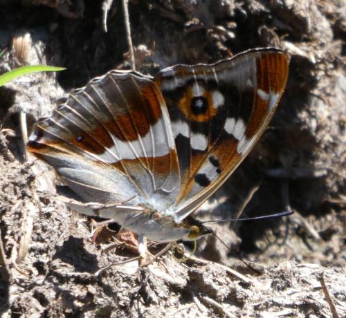 Apatura iris